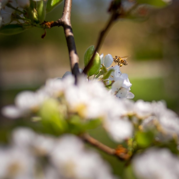 Abeja polinizando flores de manzana blanca en un día soleado