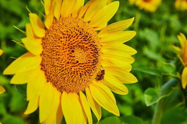 Abeja polinizando girasol cerrar vista macro de pétalos y semillas