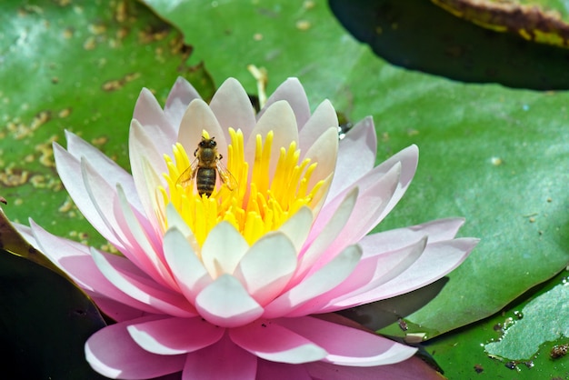 Abeja polinizando lirio de agua rosa