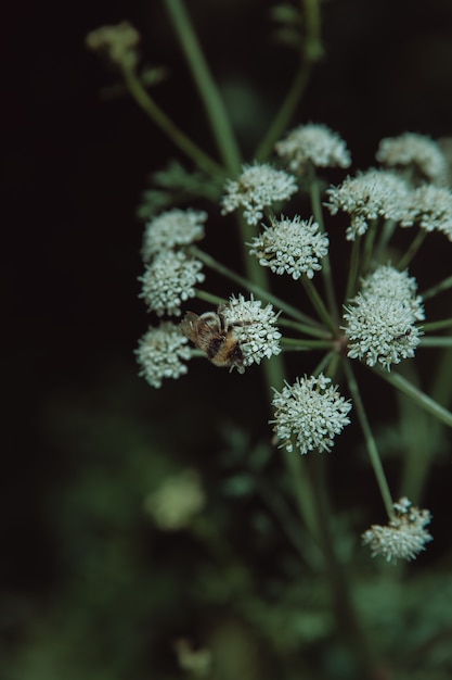 Una abeja polinizando