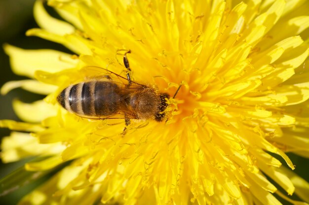 Foto abeja con polvo antérico