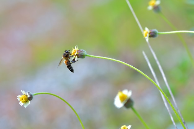 una abeja posada en la hermosa flor