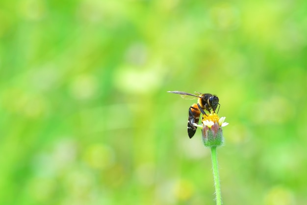 una abeja posada en la hermosa flor