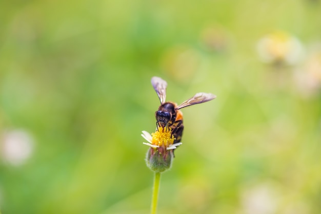 una abeja posada en la hermosa flor