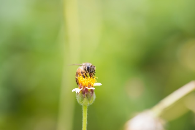 una abeja posada en la hermosa flor