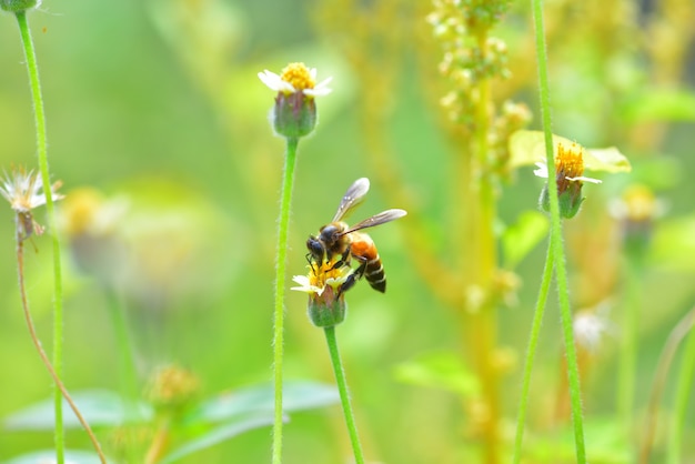 una abeja posada en la hermosa flor