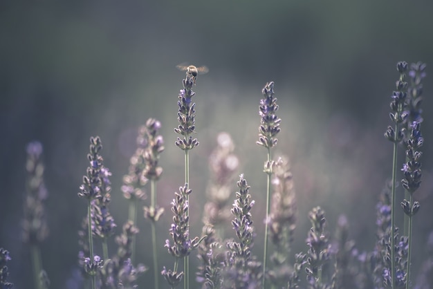 Abeja posarse en lavanda