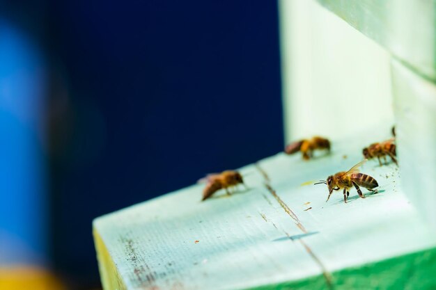 La abeja se prepara para volar fuera de la colmena