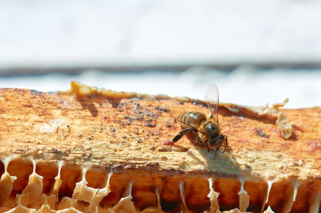 Una abeja en un primer apiario en un panal