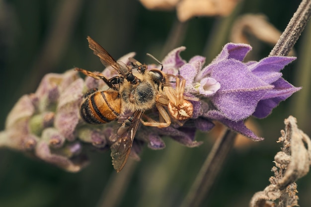 Una abeja que come arañas en una flor violeta