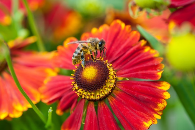 Abeja que recoge el polen en una flor roja.