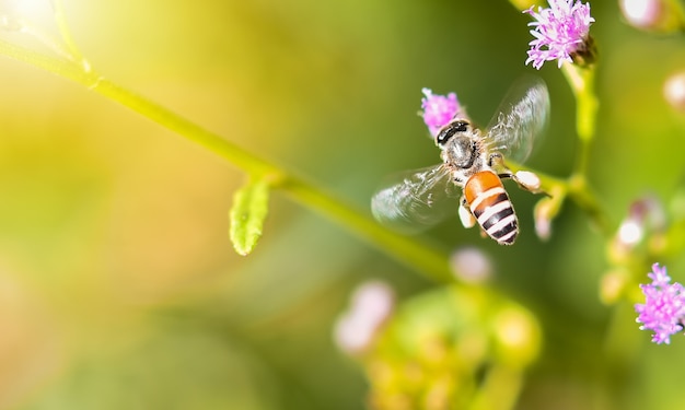 Una abeja que vuela hacia fuera a la luz de la mañana en un jardín de flores con un fondo borroso.