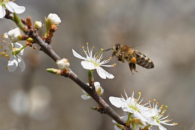 Una abeja en una rama de un árbol con flores blancas.