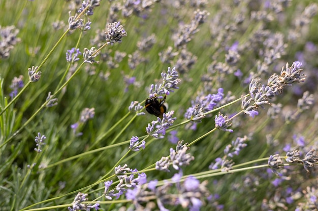 Abeja en una rama de lavanda