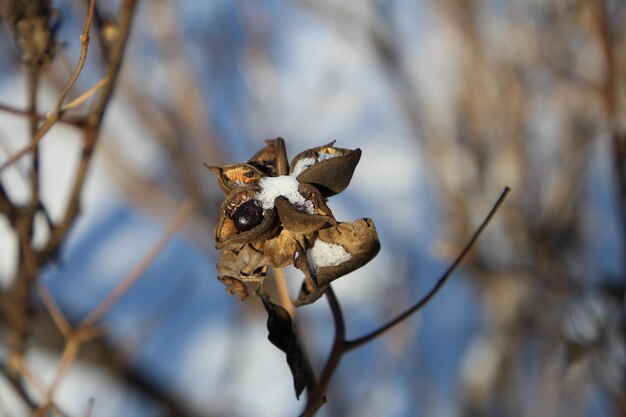 Foto una abeja en una rama