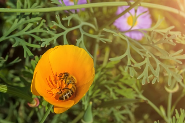 La abeja recoge la miel de la flor amarilla.