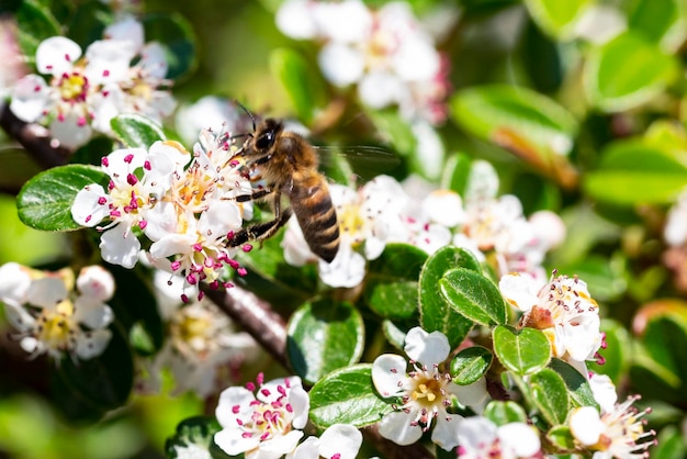 Abeja recoge miel de flores Gayuba cotoneaster Radicans flor blanca nombre latino Cotoneaster dammeri Radicans