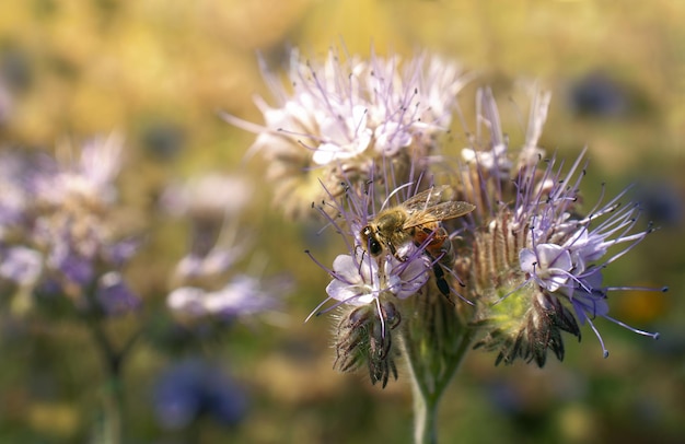 Una abeja recoge miel en Phacelia tanacetifolia Benth en un día soleado y brillante fondo brillante de verano