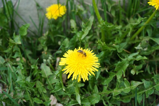 Abeja recoge néctar en un diente de león amarillo diente de león hierba verde polen amarillo Primer plano