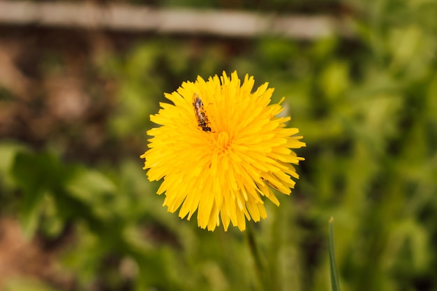 Una abeja recoge néctar de un diente de león en primavera