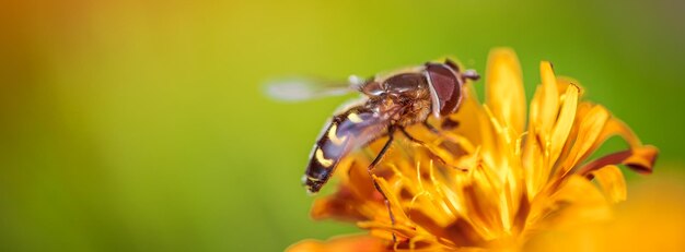 La abeja recoge el néctar de la flor crepis alpina