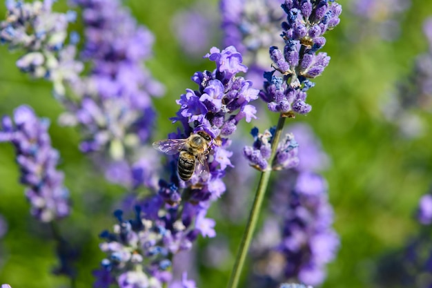 Una abeja recoge el néctar de una flor de lavanda Primer plano