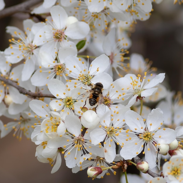 Una abeja recoge néctar de las flores de un árbol frutal en flor