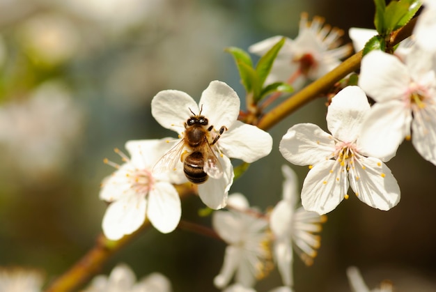 Una abeja recoge el néctar de las flores de un árbol