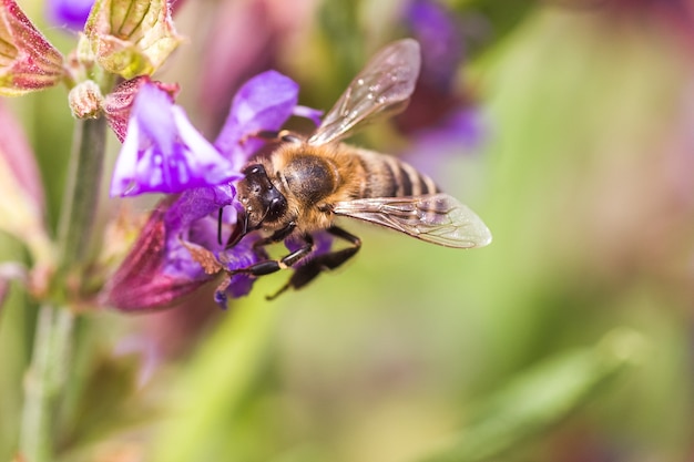 La abeja recoge el néctar de las flores de color púrpura de Salvia pratensis.