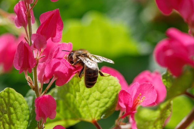 Una abeja recoge néctar de flores rosas.