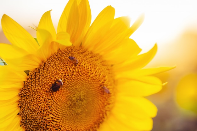 La abeja recoge el néctar del girasol.