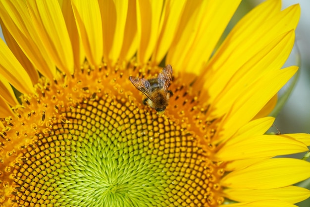 La abeja recoge el néctar del girasol.