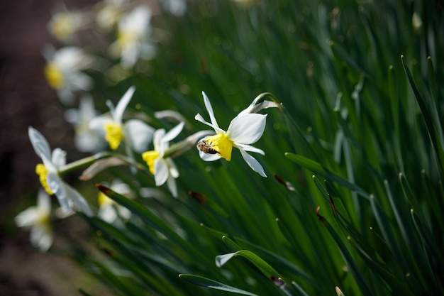 Abeja recoge néctar de Narciso