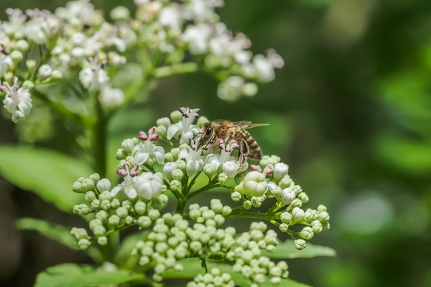 La abeja recoge el néctar de la planta de miel Valeriana officinalis en la inflorescencia que crece en el bosque. Floración de valeriana de plantas frescas. valeriana de jardín, heliotropo de jardín y flores curativas en verano