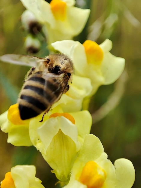 Una abeja recoge néctar y polen de flores silvestres amarillas