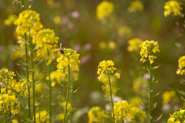 La abeja recoge polen de la flor de colza en el campo.