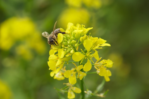 La abeja recoge polen de la flor de colza.