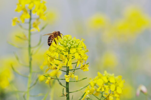 La abeja recoge polen de la flor de colza.