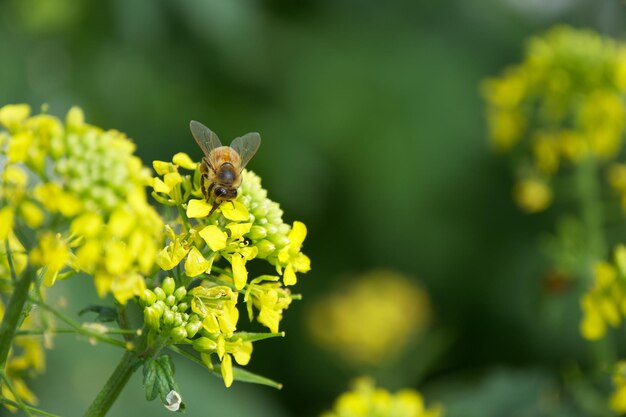 La abeja recoge polen de la flor de colza.