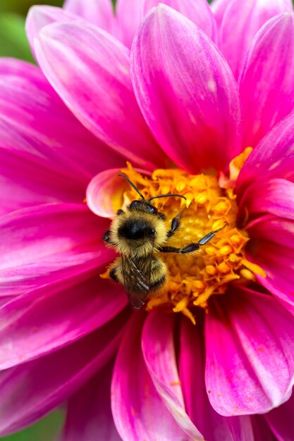 Una abeja recoge el polen de una flor de dalia con pétalos de rosa de cerca