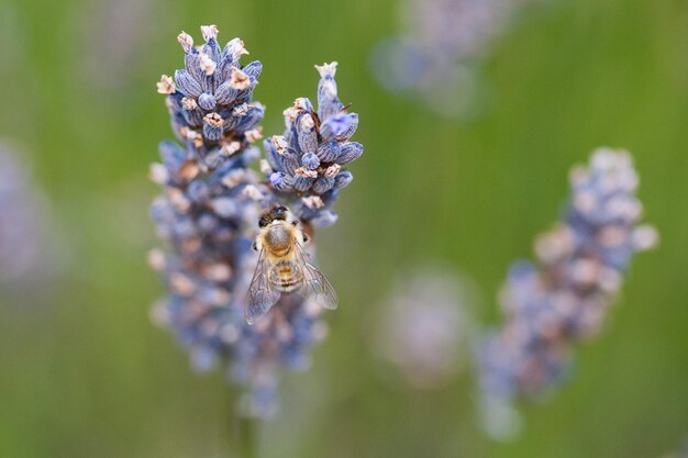 Una abeja recoge el polen de una flor de lavanda