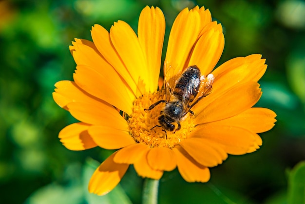 La abeja recoge el polen de la miel de las flores macro foto flor de naranja fondo de hierba borrosa