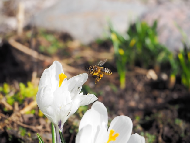 La abeja recoge el polen de la primera flor de primavera.