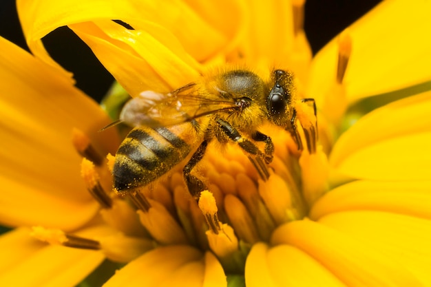 Abeja recogiendo miel en una flor amarilla de cerca