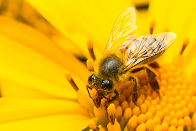 Abeja recogiendo miel en una flor amarilla de cerca