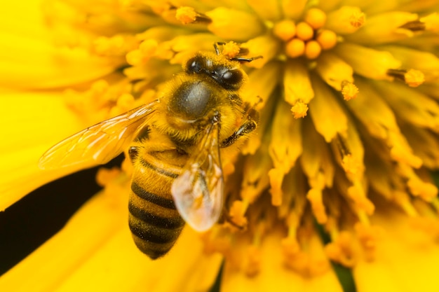 Abeja recogiendo miel en una flor amarilla de cerca