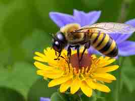 Foto una abeja recogiendo néctar