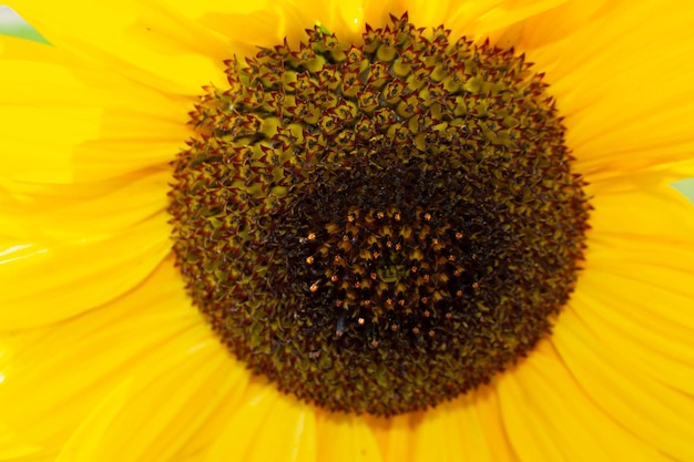 Abeja recogiendo polen de la cabeza de girasoles en la naturaleza. foto de alta calidad