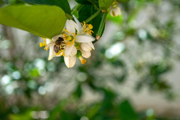 Abeja recogiendo polen en flor de limón