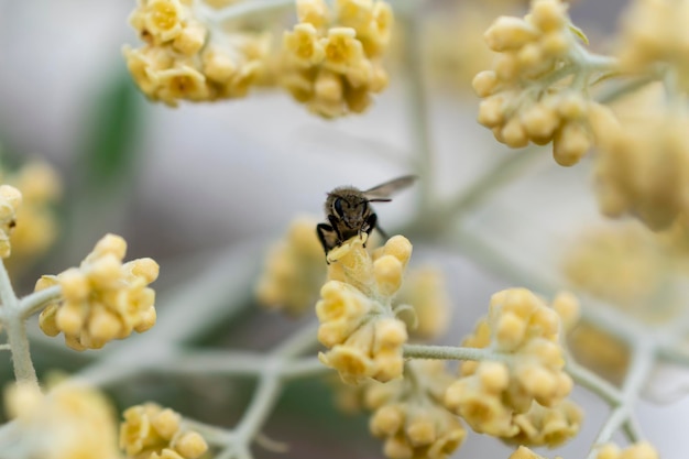 abeja recogiendo polen en una flor macro